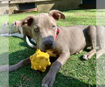 Small #8 Mutt