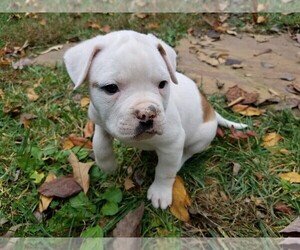 American Bulldog Puppy for sale in DICKSON, TN, USA
