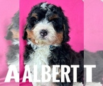 Puppy ALBERT Bernedoodle (Miniature)