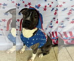 Small #2 American Pit Bull Terrier Mix