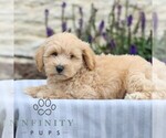 Small #2 Maltipoo