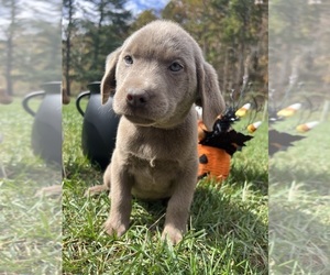 Labrador Retriever Puppy for sale in NEOLA, WV, USA