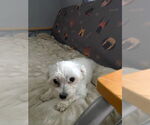 Small #5 Maltese