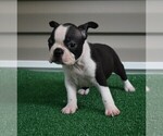 Small Photo #9 Boston Terrier Puppy For Sale in MACON, GA, USA