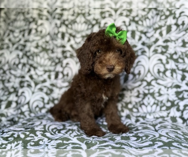 Medium Photo #6 Cavapoo (Miniature) Puppy For Sale in LAKELAND, FL, USA