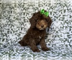 Small #5 Cavapoo (Miniature)