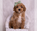Small #1 Maltipoo (Toy)