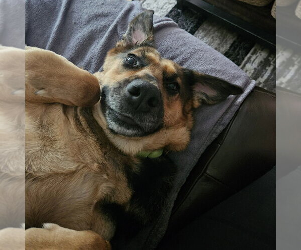 Medium Photo #4 German Shepherd Dog-Unknown Mix Puppy For Sale in Minneapolis, MN, USA