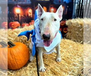 Bull Terrier Dogs for adoption in Long Beach, CA, USA