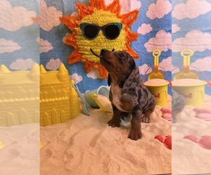 Dachshund Puppy for Sale in DEBARY, Florida USA