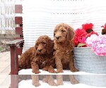 Small #1 Goldendoodle-Poodle (Standard) Mix