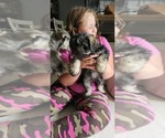 Puppy Prudy Schnauzer (Miniature)