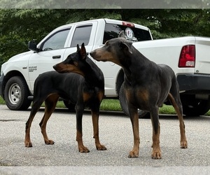 Doberman Pinscher Puppy for Sale in NEWTON, North Carolina USA