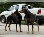 Small Doberman Pinscher