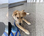 Small #8 Labrador Retriever Mix