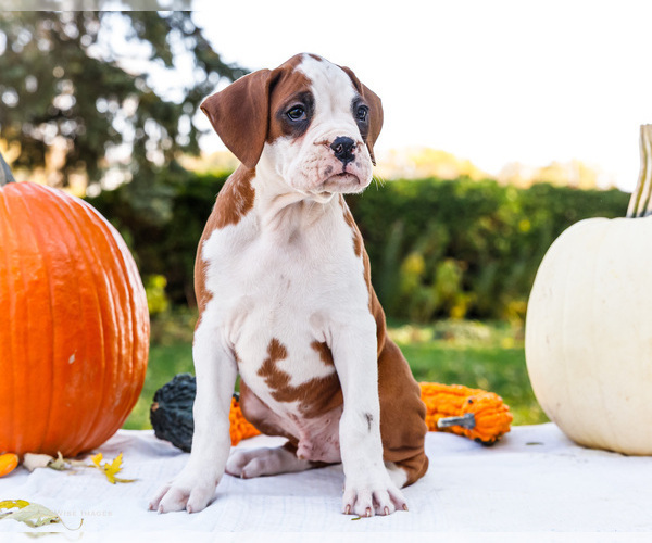 Medium Photo #4 Boxer Puppy For Sale in WAKARUSA, IN, USA