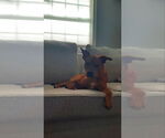 Small #3 Bullboxer Pit