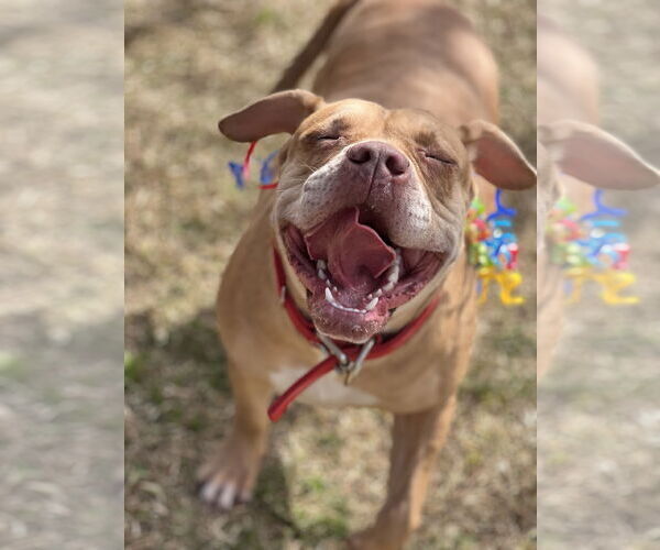 Medium Photo #1 American Staffordshire Terrier-Unknown Mix Puppy For Sale in Phoenix, AZ, USA