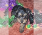 Small Photo #88 Yorkshire Terrier Puppy For Sale in AKRON, OH, USA