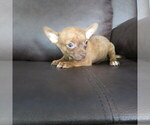 Small #1 Chihuahua