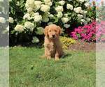 Small Photo #10 Golden Retriever Puppy For Sale in FORT PLAIN, NY, USA