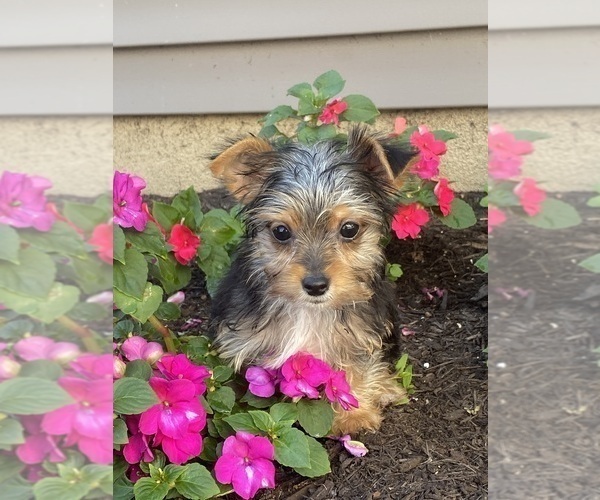 Medium Photo #9 Yorkshire Terrier Puppy For Sale in CANOGA, NY, USA