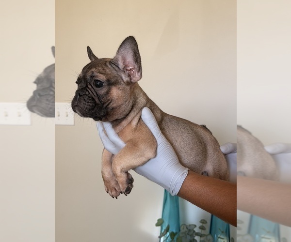 Medium Photo #1 French Bulldog Puppy For Sale in DECATUR, GA, USA