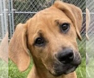 Labrador Retriever-Mountain Cur Mix Dogs for adoption in POTTSTOWN, PA, USA