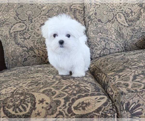Medium Photo #2 Maltese Puppy For Sale in SANTA CLARITA, CA, USA