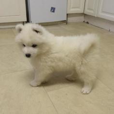 Samoyed Puppy for sale in MANASSAS, VA, USA