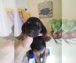 Small Photo #45 Basset Hound Puppy For Sale in PETERSBURG, IN, USA