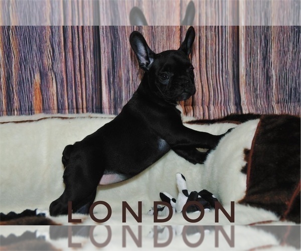Medium Photo #1 French Bulldog Puppy For Sale in LEXINGTON, KY, USA