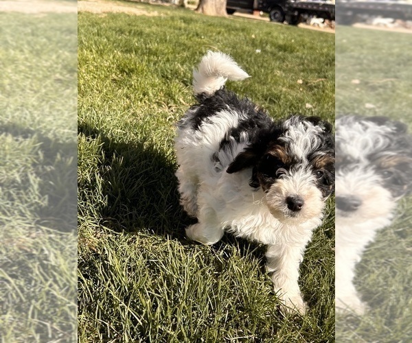 Medium Photo #4 Miniature Bernedoodle Puppy For Sale in LONGMONT, CO, USA