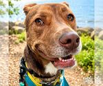 Small #23 Labrador Retriever Mix