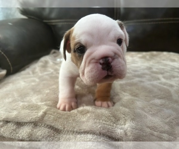 Medium Photo #2 Bulldog Puppy For Sale in MARSHALL, AR, USA