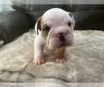 Small #1 Bulldog