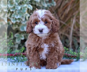 Cavapoo Puppy for sale in EAST EARL, PA, USA