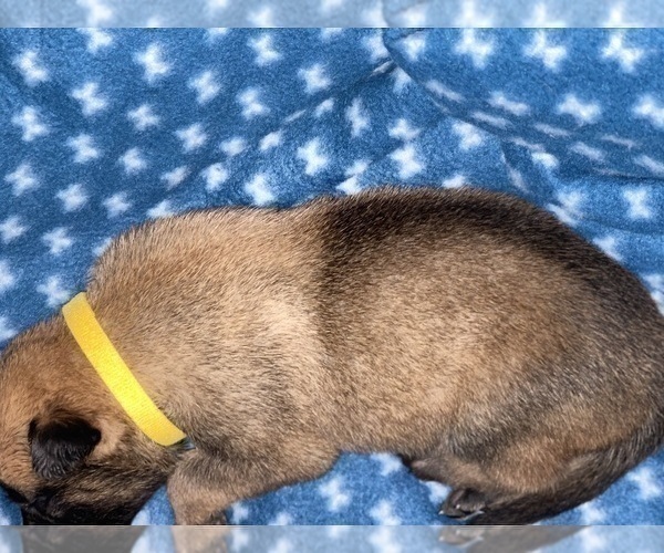 Medium Photo #244 Belgian Malinois Puppy For Sale in REESEVILLE, WI, USA