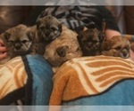 Small Photo #5 Shih Apso-Shih Tzu Mix Puppy For Sale in SCOTTSDALE, AZ, USA