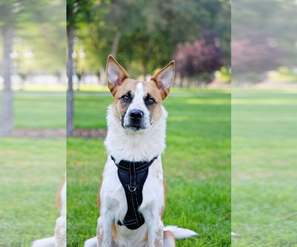 Medium Photo #18 Mutt Puppy For Sale in Sandy, UT, USA