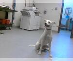 Small Labrador Retriever Mix