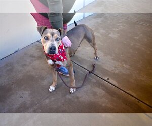 Mutt Dogs for adoption in McKinney, TX, USA