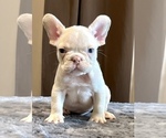 Small #6 French Bulldog