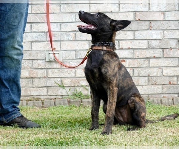 Medium Photo #8 Dutch Shepherd Dog Puppy For Sale in CHARLESTON, WV, USA