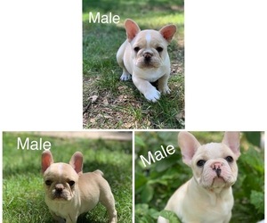 French Bulldog Puppy for sale in BRISTOL, IN, USA