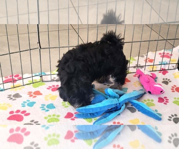 Medium Photo #8 Havanese Puppy For Sale in ORO VALLEY, AZ, USA