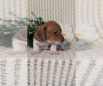 Small #8 Dachshund