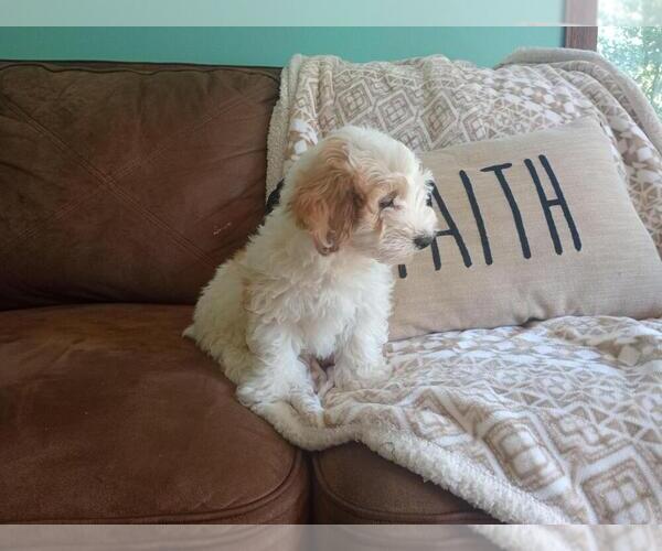 Medium Photo #5 Aussie-Poo Puppy For Sale in HOLMESVILLE, OH, USA