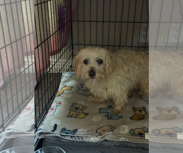 Medium Photo #2 Maltese-Unknown Mix Puppy For Sale in Grafton, WI, USA