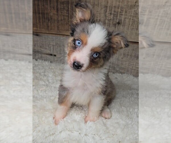 Medium Photo #1 Miniature Australian Shepherd Puppy For Sale in JASONVILLE, IN, USA
